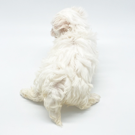 马耳他犬（马尔济斯）- No.154图片(sub3)